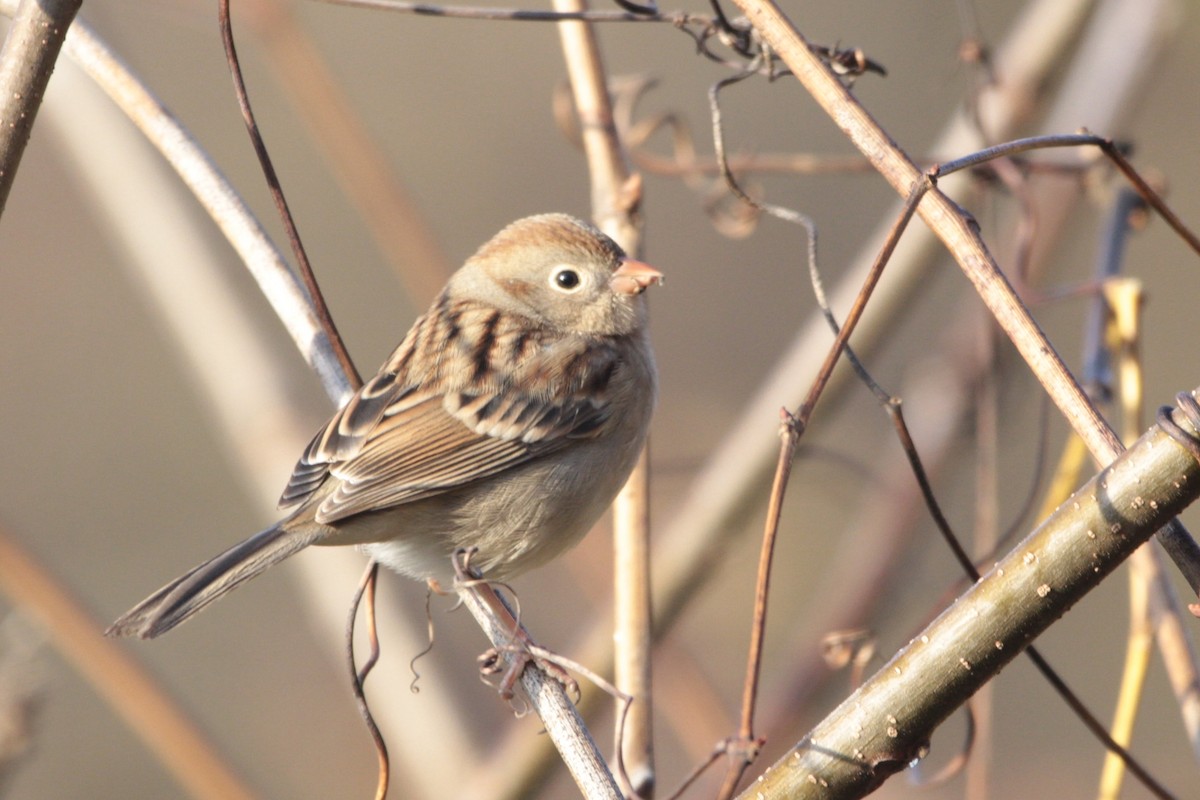Field Sparrow - ML644527102