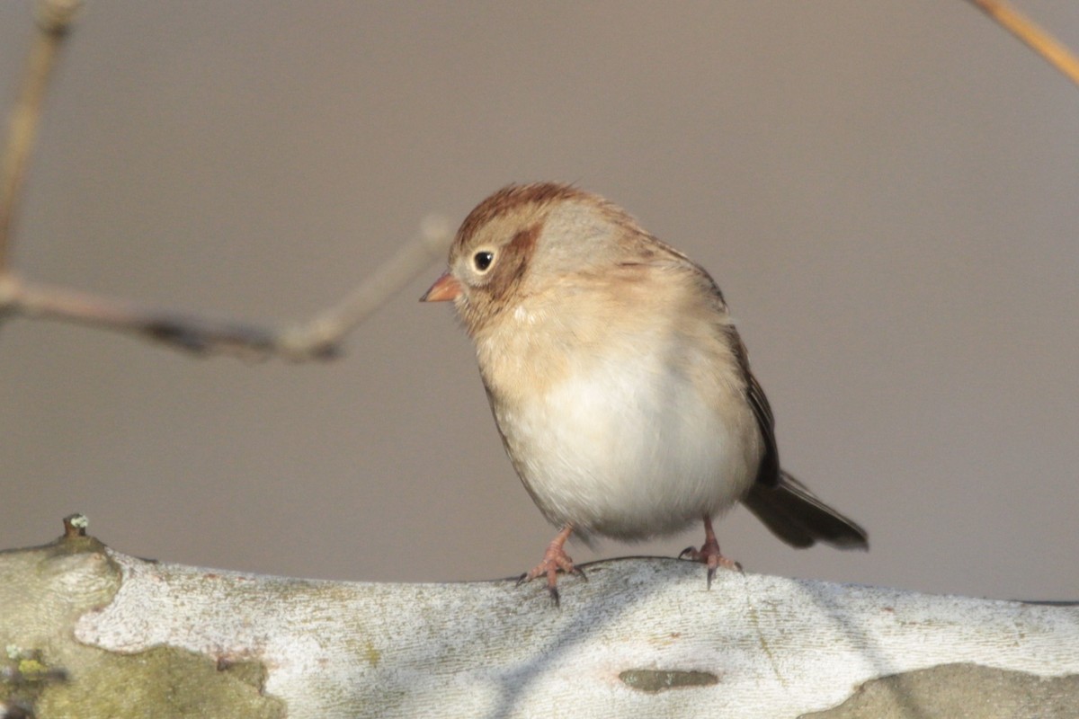Field Sparrow - ML644527103