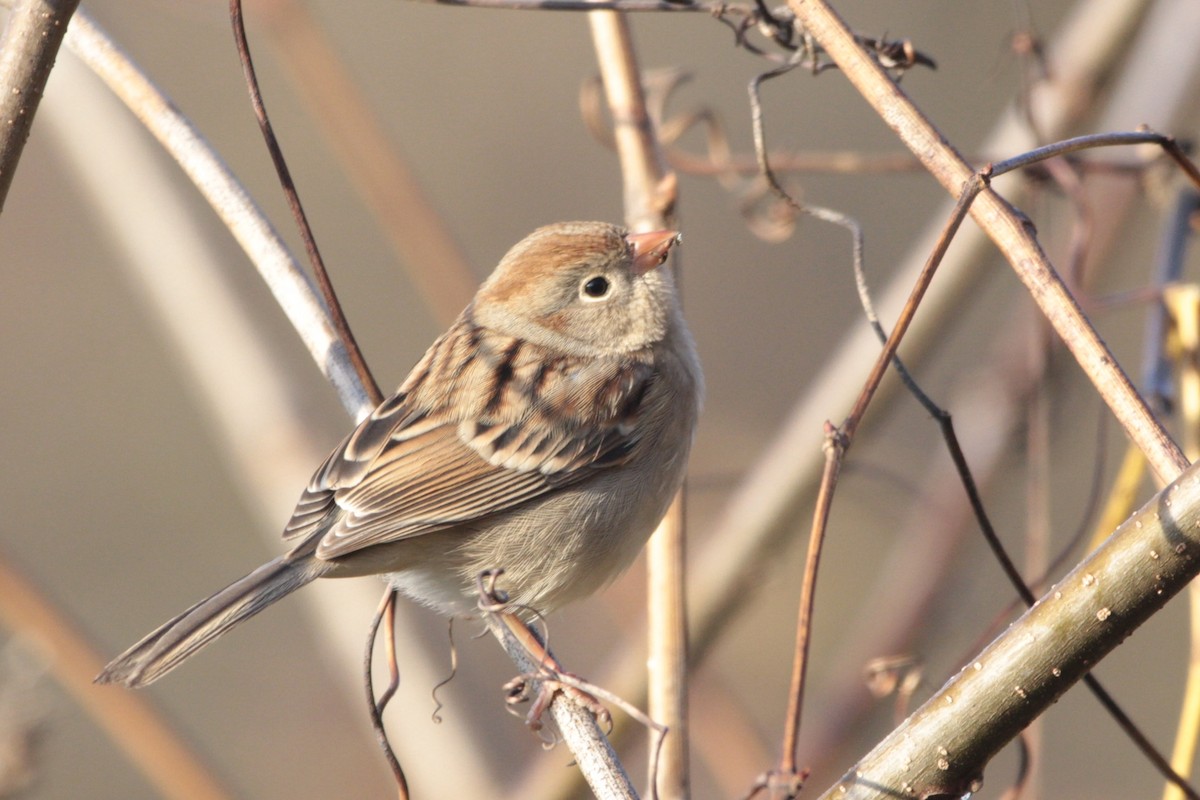 Field Sparrow - ML644527104