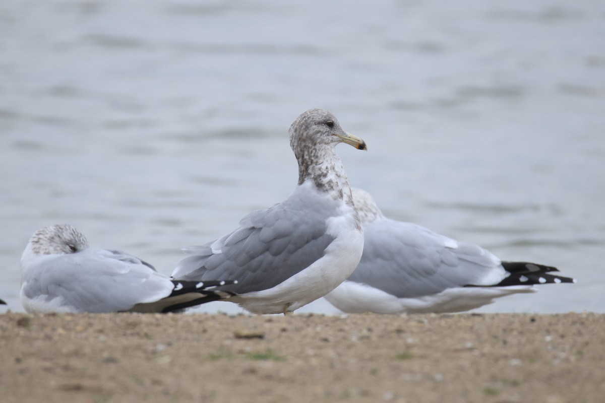 California Gull - ML644527109