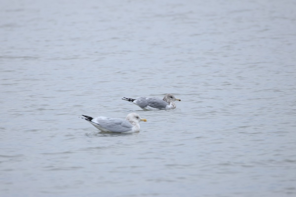 California Gull - ML644527112