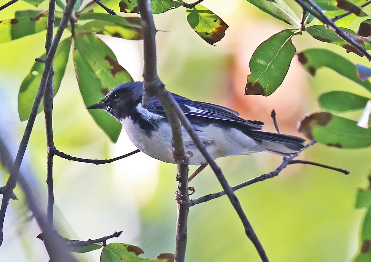 Mavi Sırtlı Ötleğen - ML644527114