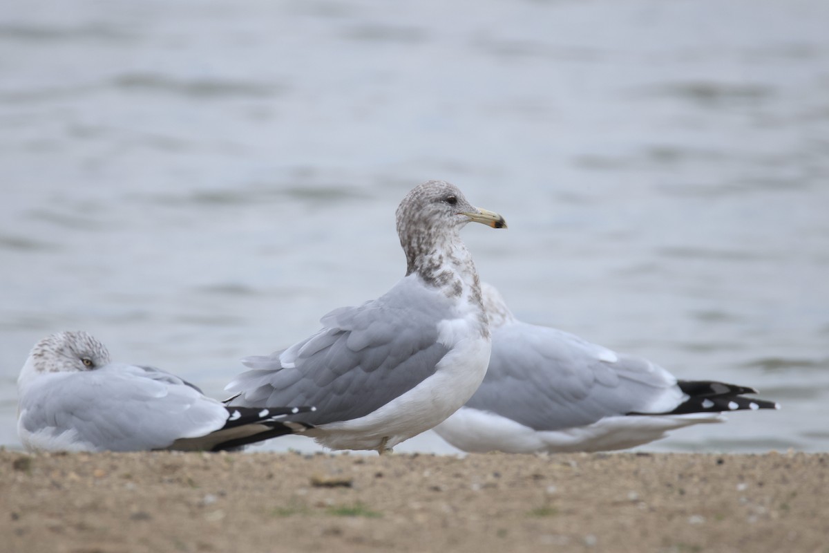 California Gull - ML644527117