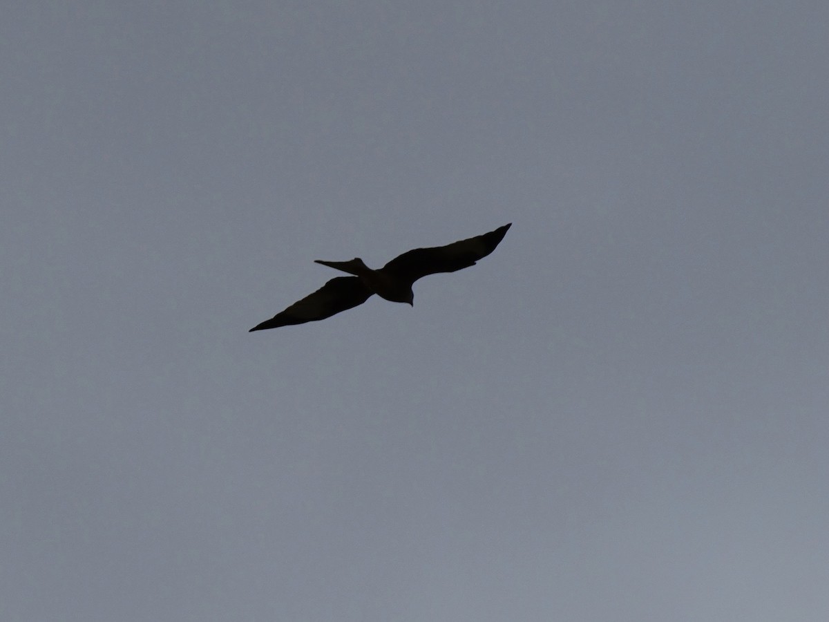 アカトビ - ML644527126