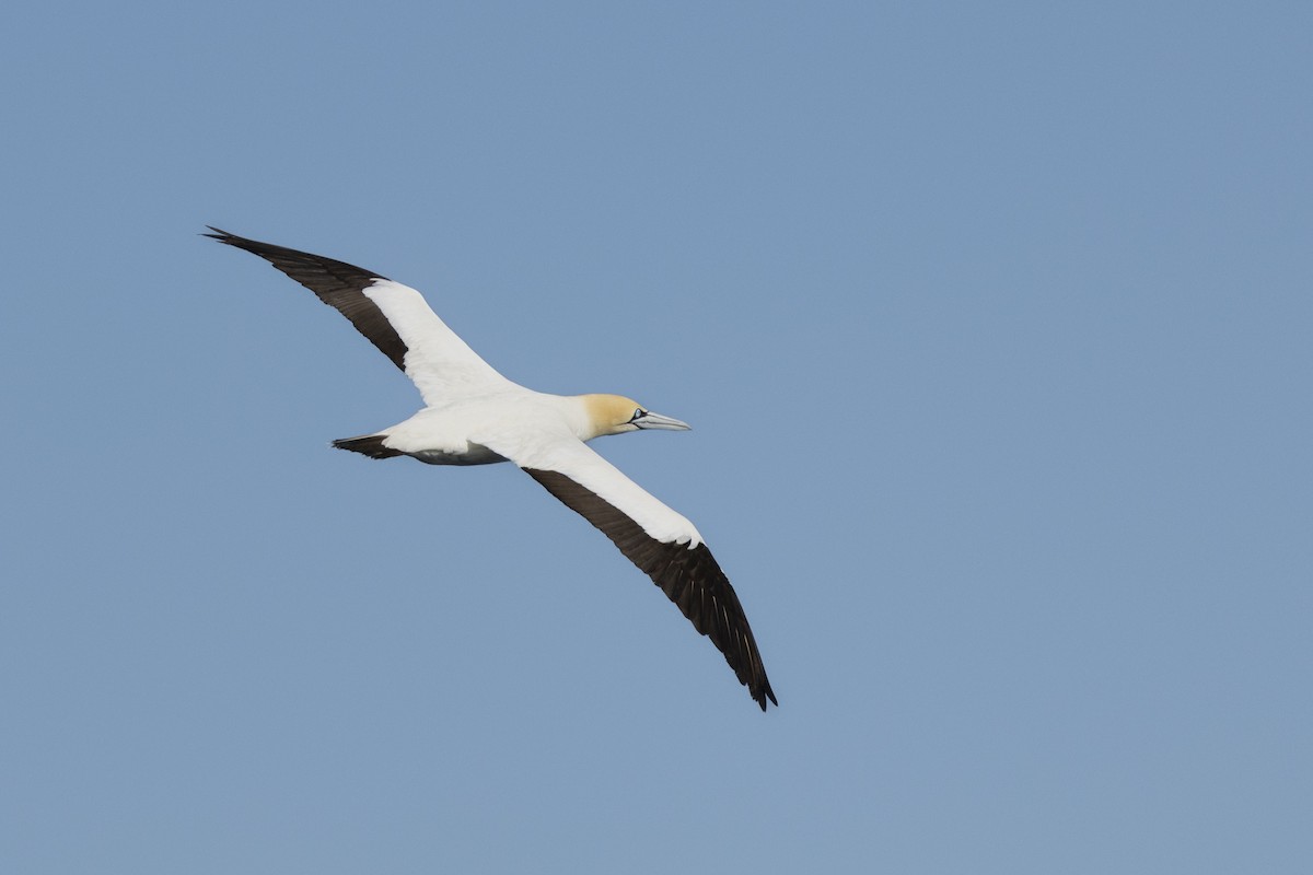 Kaptölpel - ML644527130