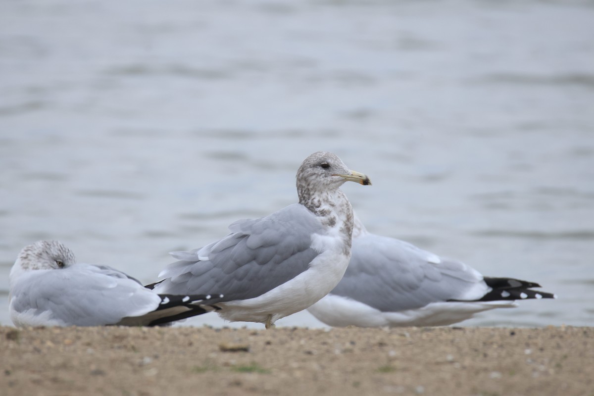 California Gull - ML644527145