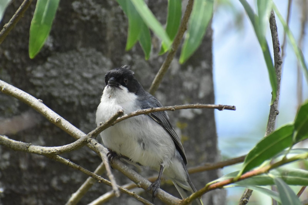Black-capped Warbling Finch - ML644527146