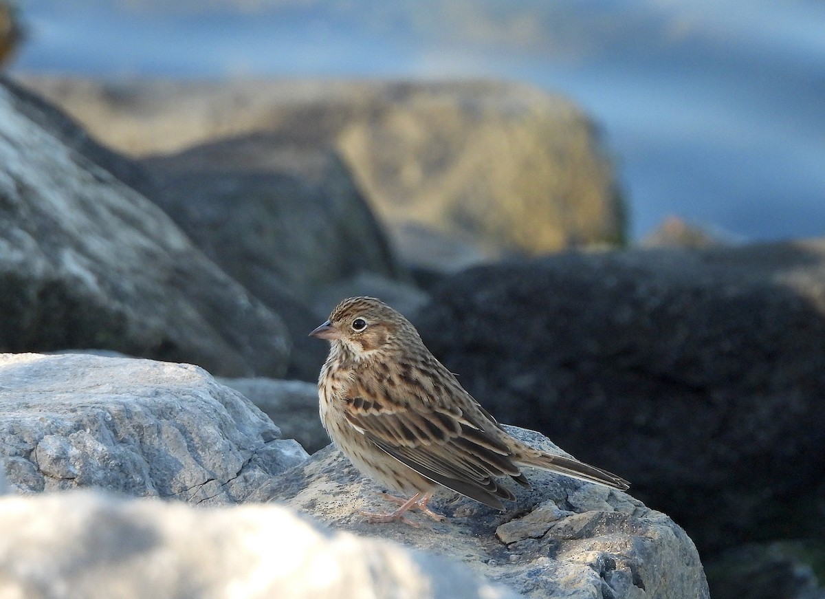 Vesper Sparrow - ML644527148