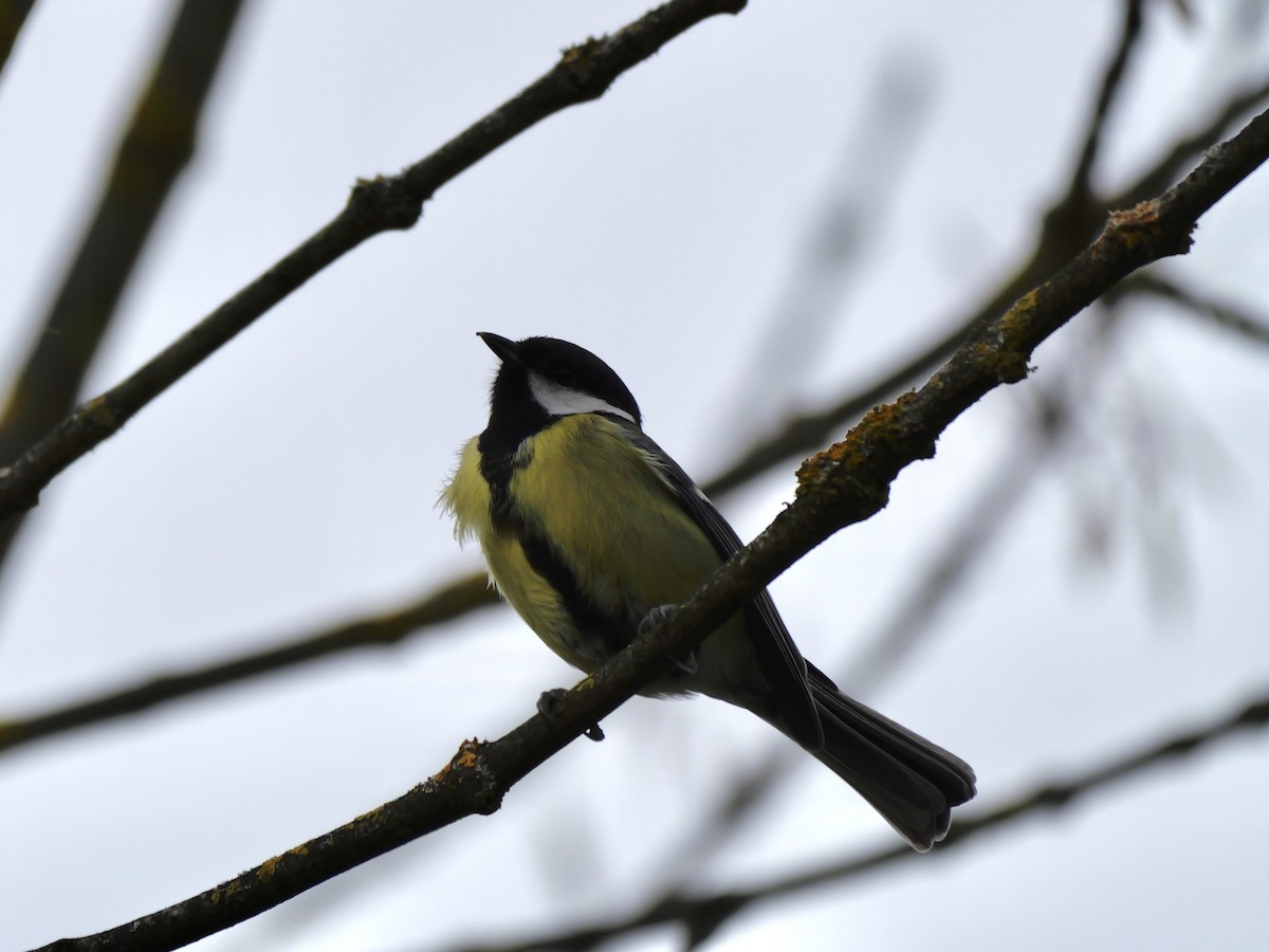 ヨーロッパシジュウカラ - ML644527151