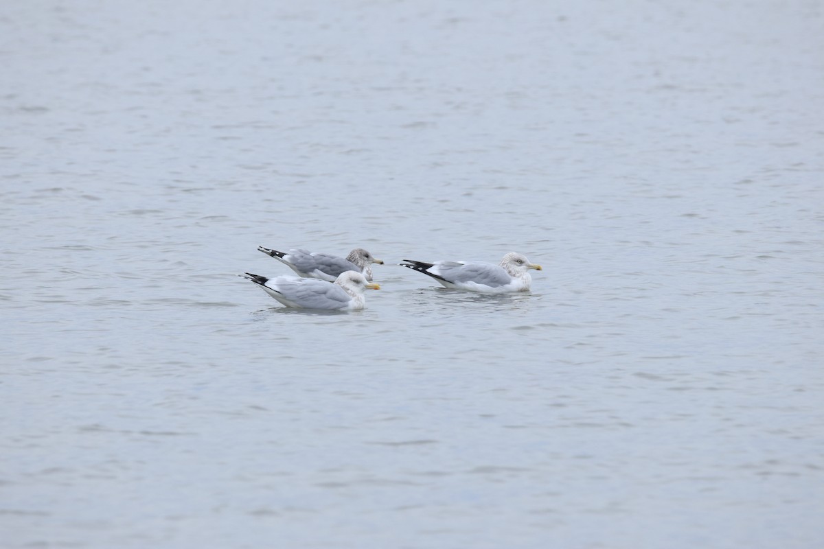 California Gull - ML644527155