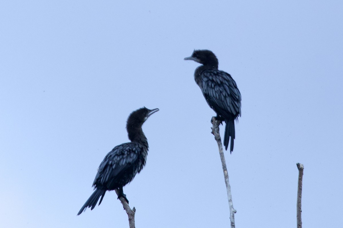 Ubarroi txikia - ML644527156