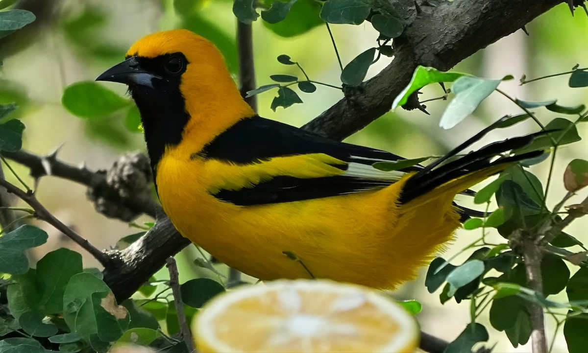 White-edged Oriole - ML644527157