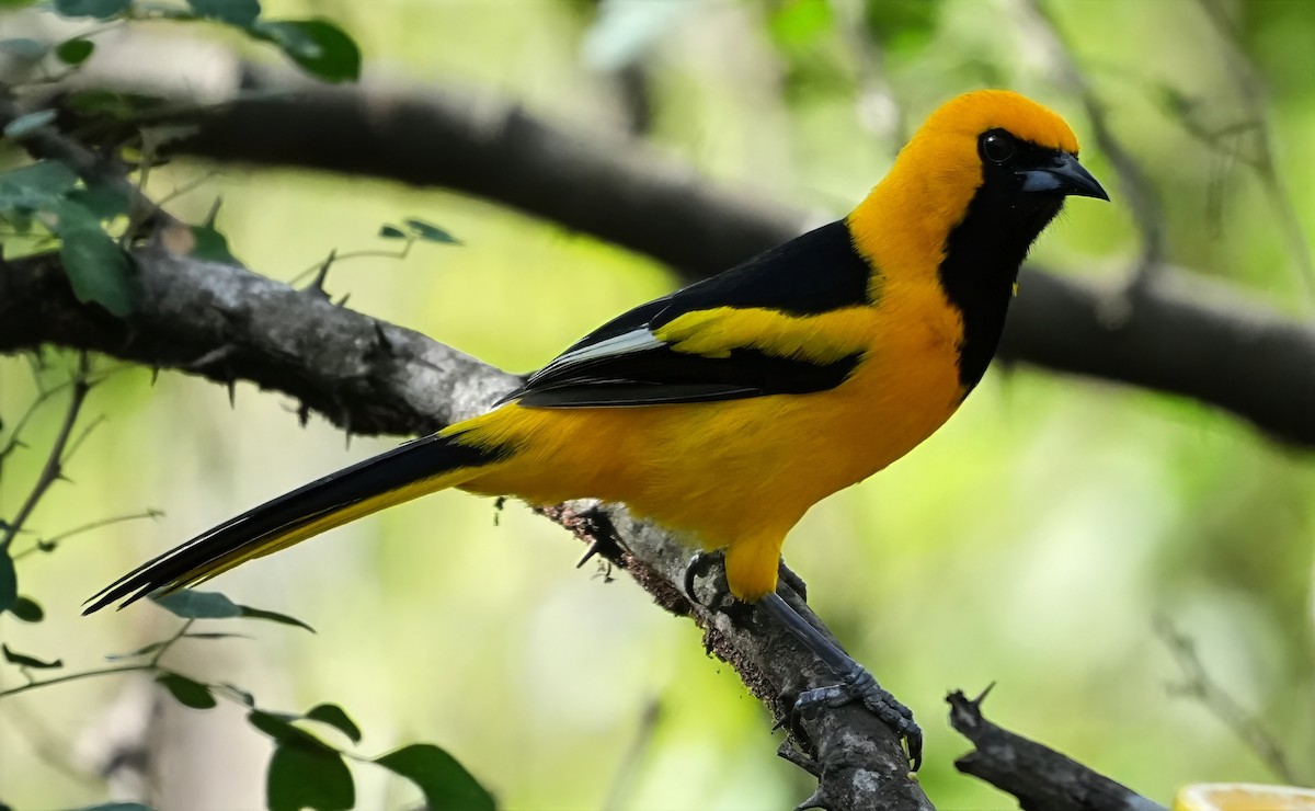 White-edged Oriole - ML644527158