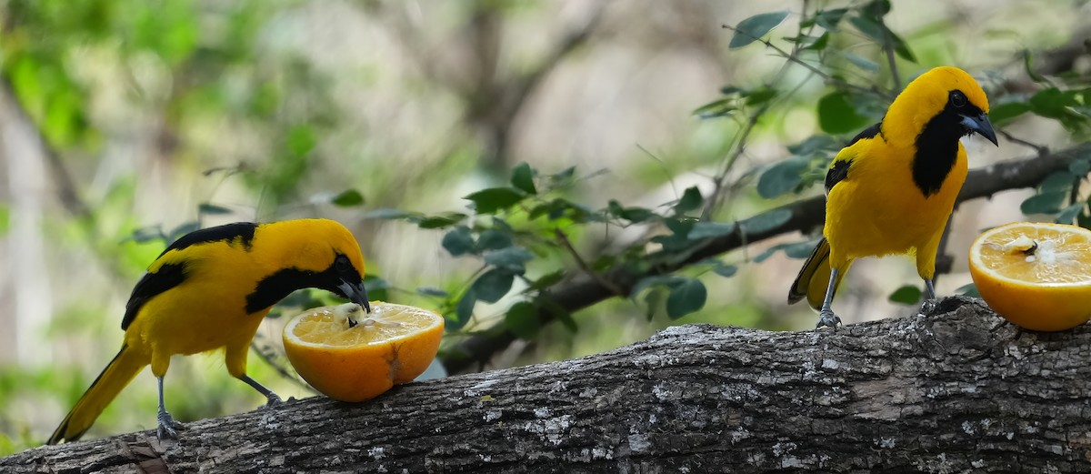 White-edged Oriole - ML644527159