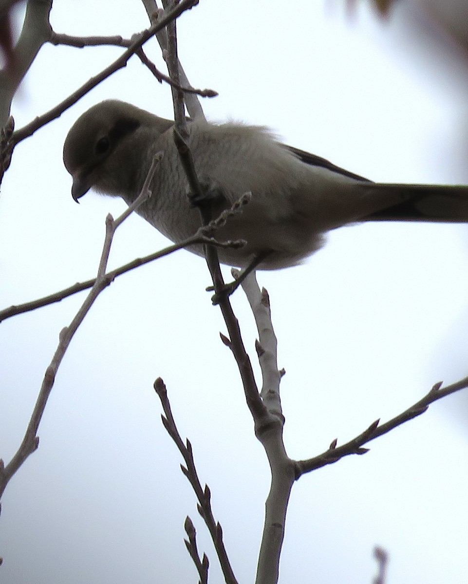 Northern Shrike - ML644527160