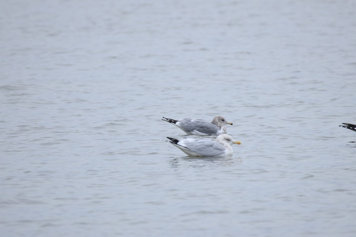 California Gull - ML644527164