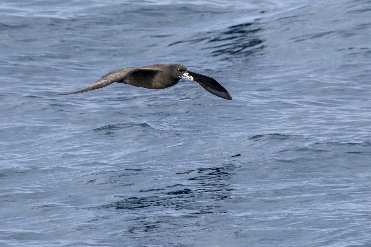 White-chinned Petrel - ML644527167