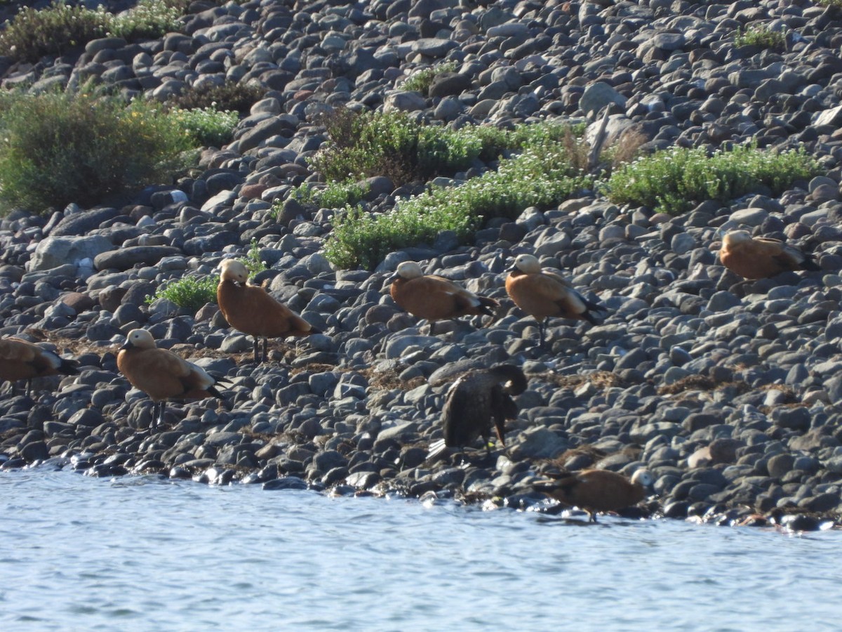 Ruddy Shelduck - ML644527168