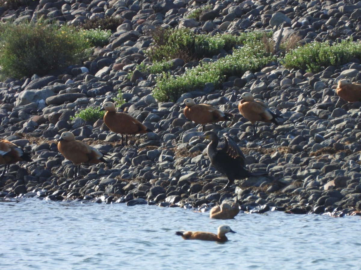 Ruddy Shelduck - ML644527169