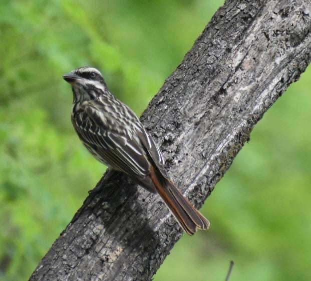 Streaked Flycatcher - ML644527176