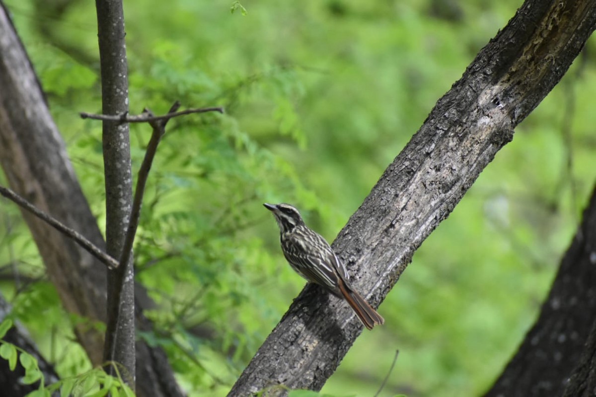 Streaked Flycatcher - ML644527177