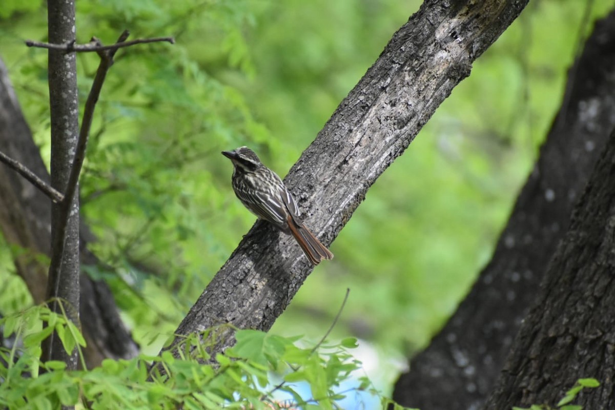 Streaked Flycatcher - ML644527178
