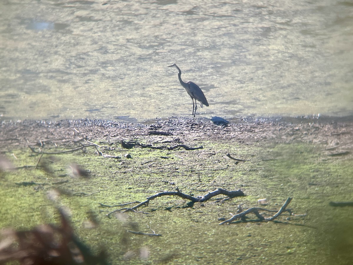 Great Blue Heron - ML644527179