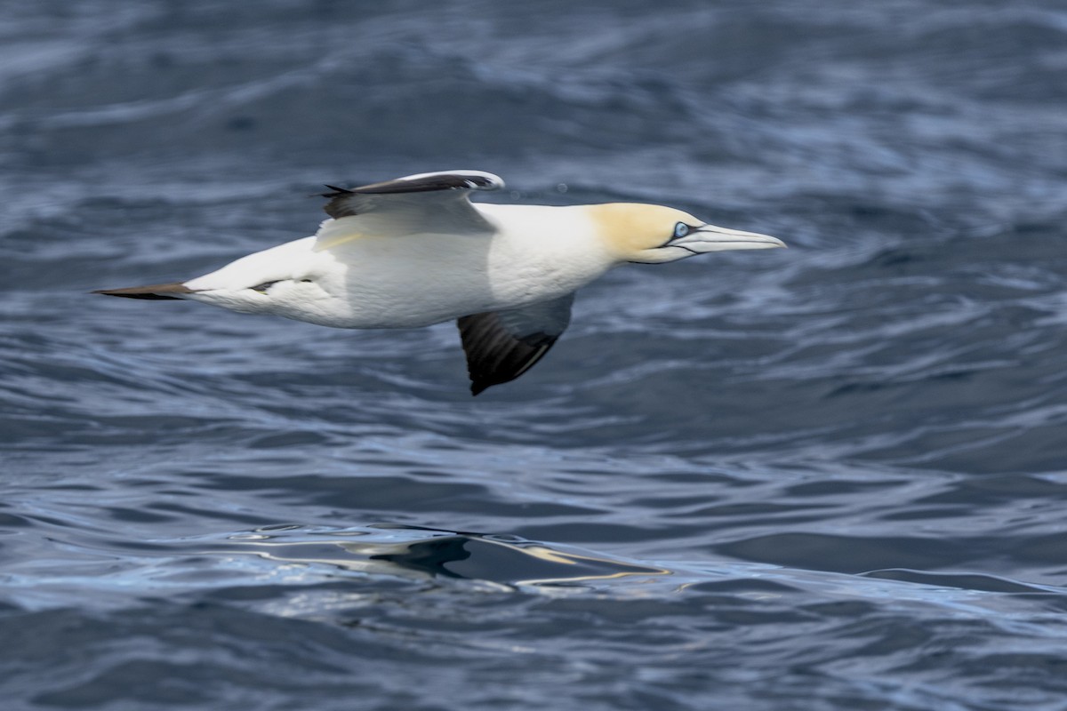 Cape Gannet - ML644527182