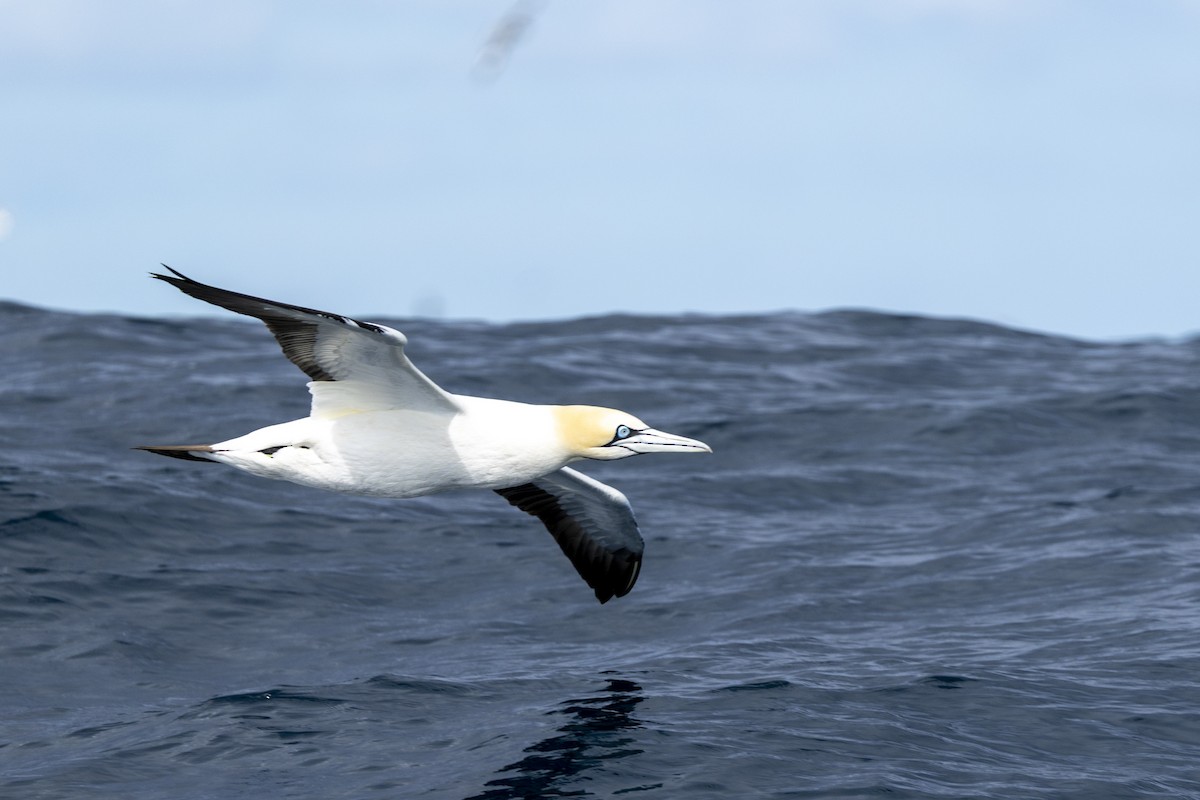 Cape Gannet - ML644527183