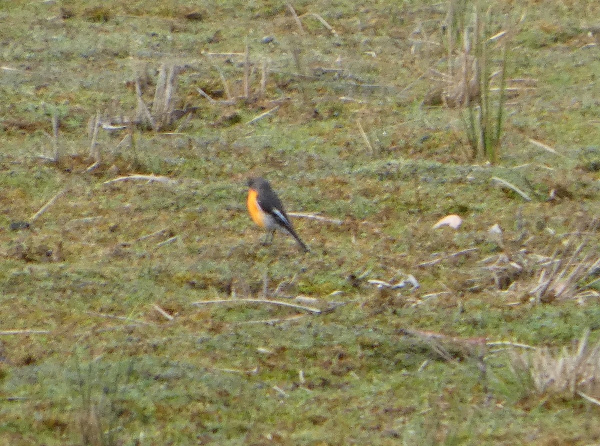 Flame Robin - ML644527184