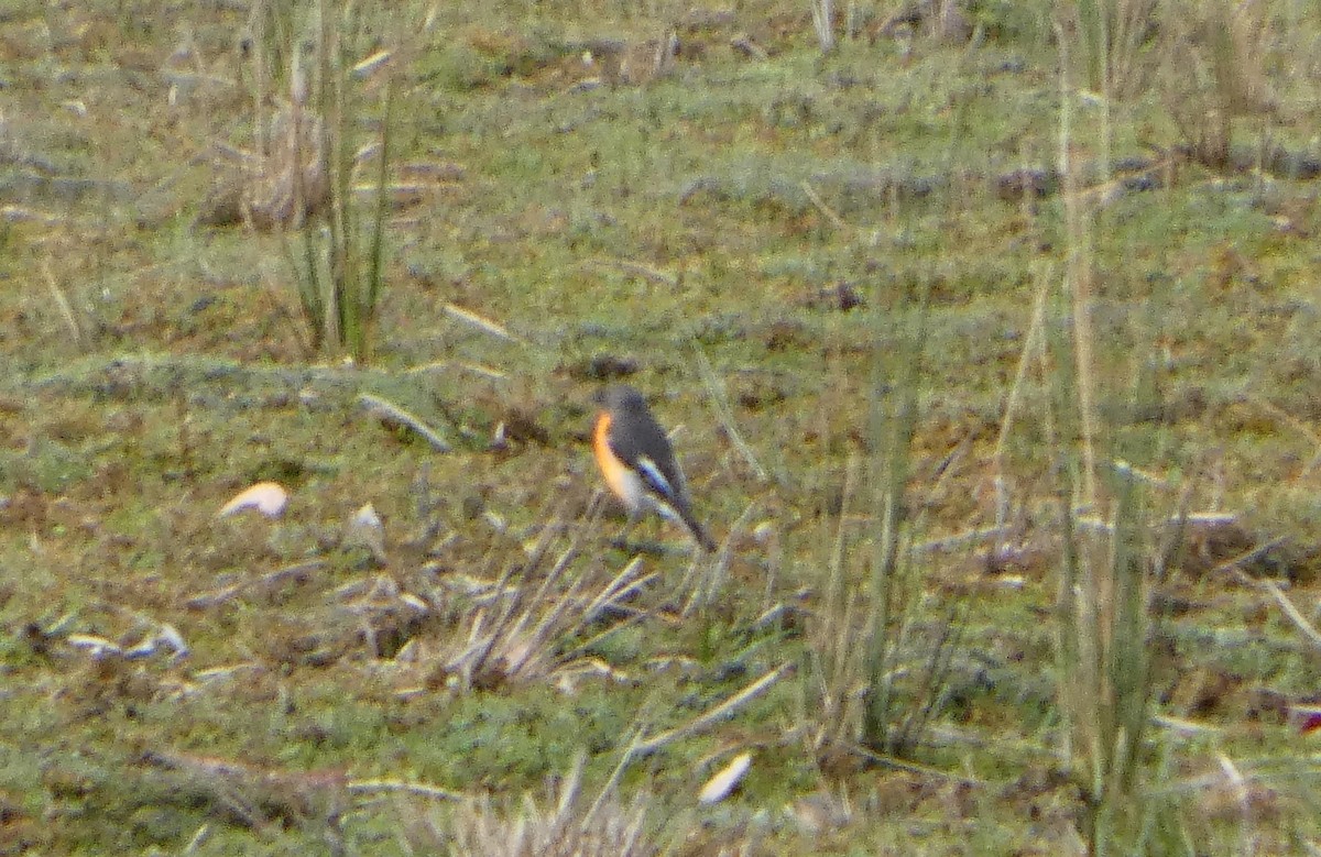 Flame Robin - ML644527185