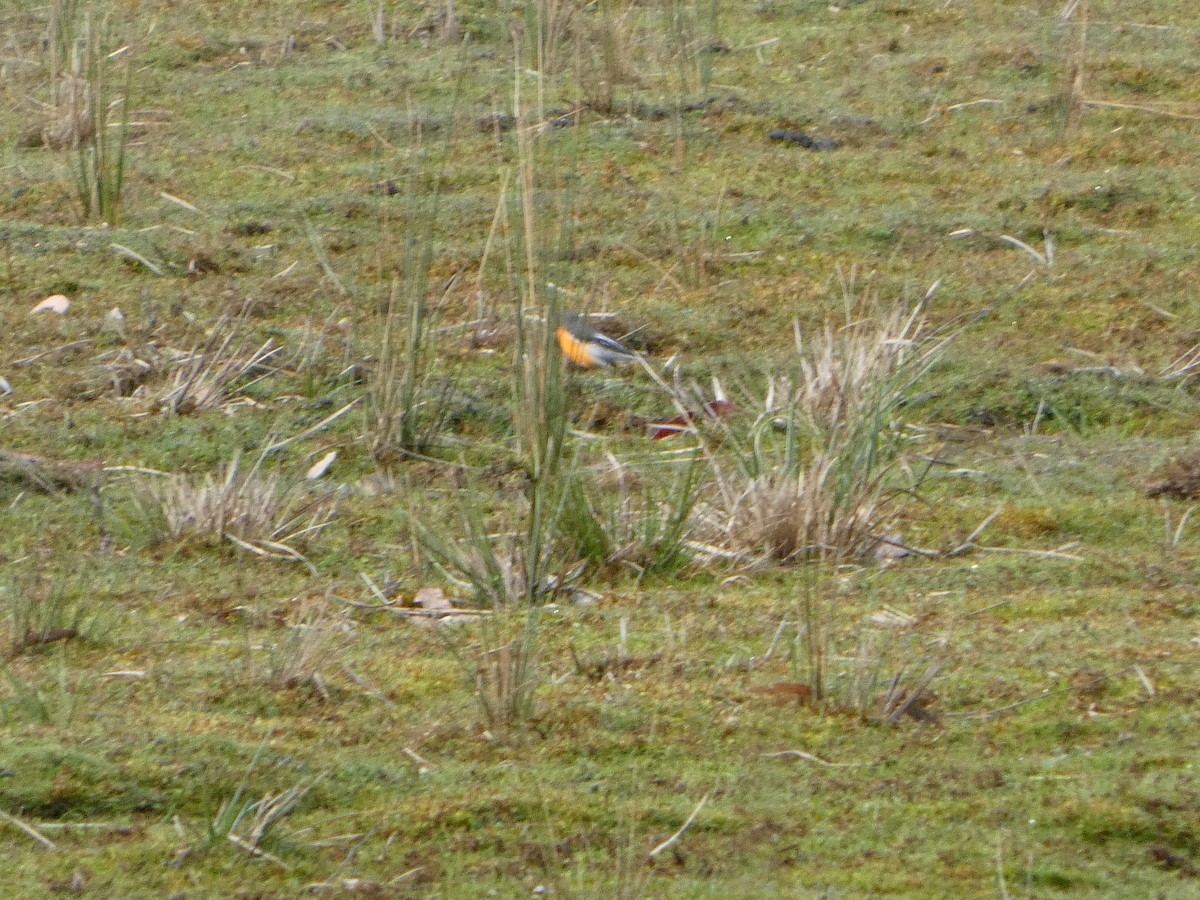 Flame Robin - ML644527186