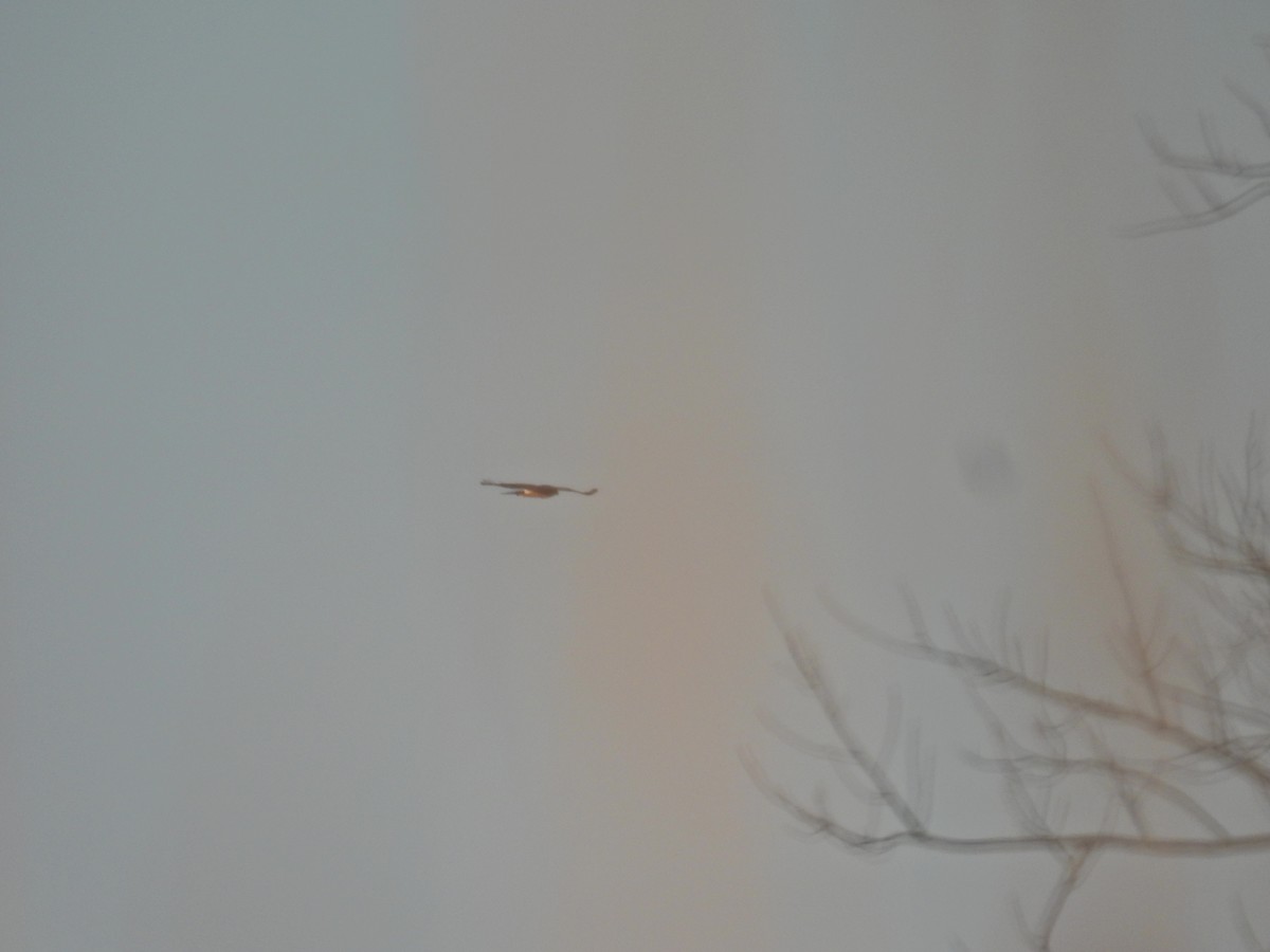 Northern Harrier - ML644527193