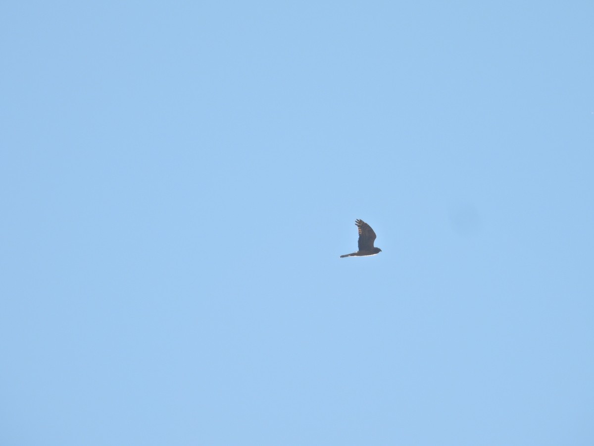 Northern Harrier - ML644527194