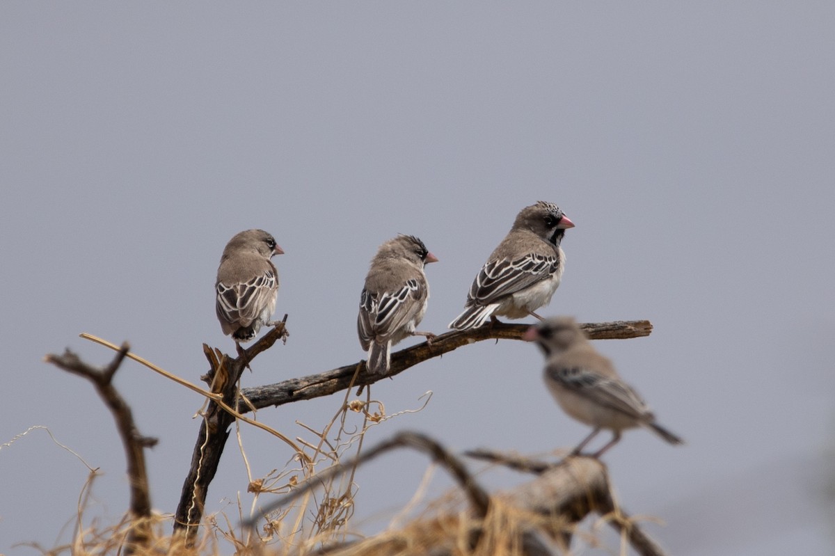 Scaly Weaver - ML644527195