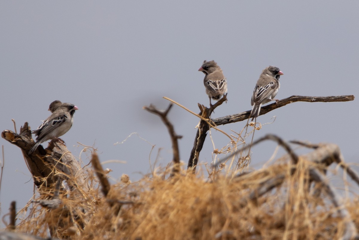 Scaly Weaver - ML644527196