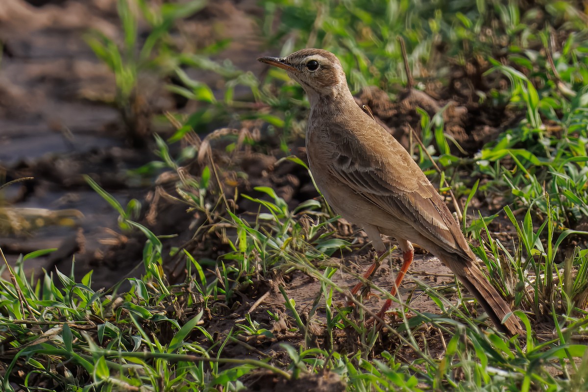 Plain-backed Pipit - ML644527199