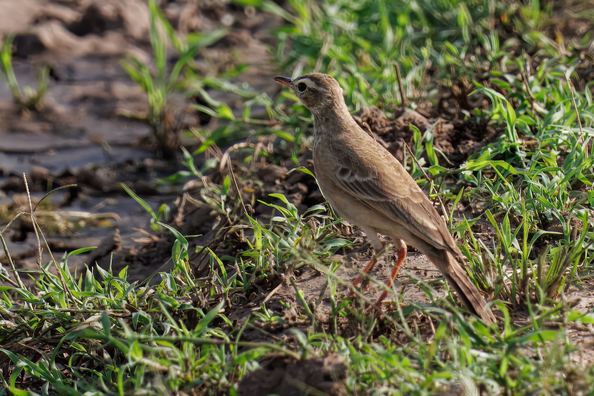 Plain-backed Pipit - ML644527200