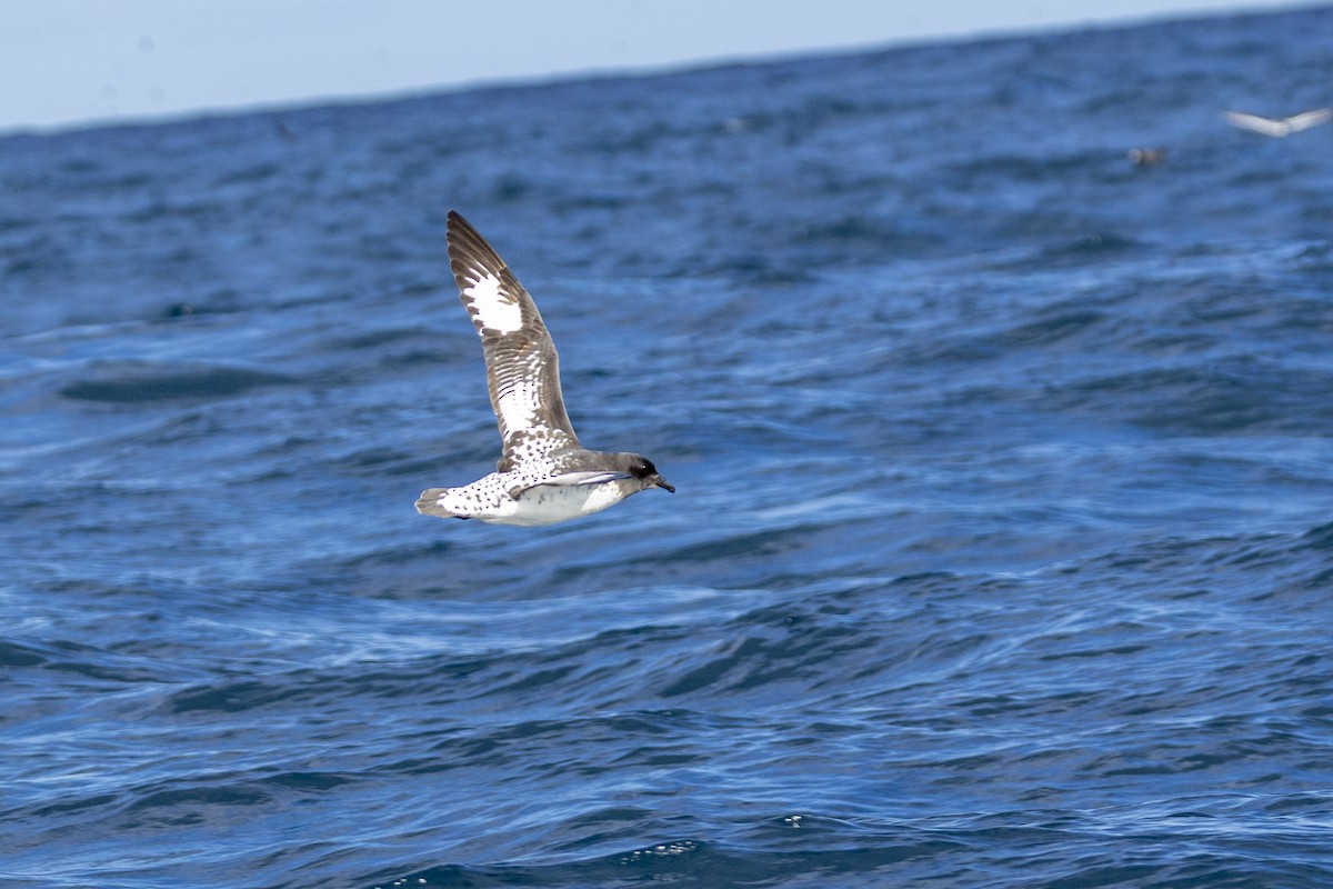 Pintado Petrel - ML644527201