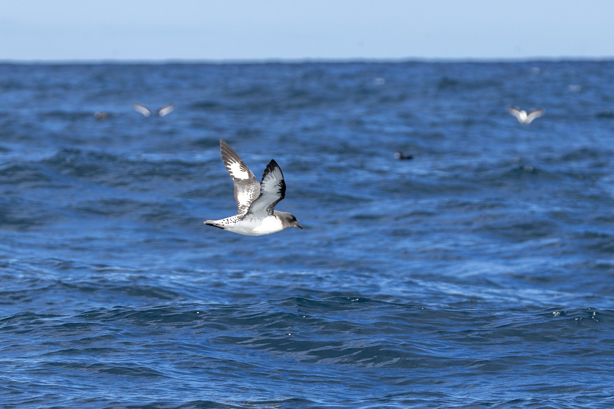 Pintado Petrel - ML644527202