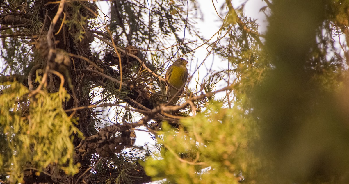 European Serin - ML644527204