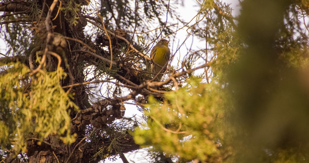 European Serin - ML644527205