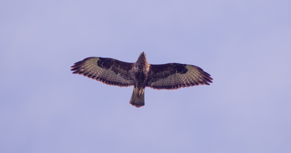 Common Buzzard - ML644527208