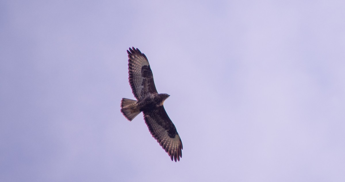 Common Buzzard - ML644527209