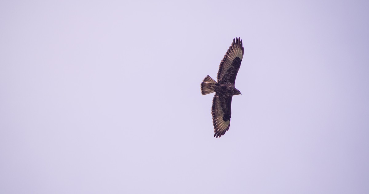 Common Buzzard - ML644527210