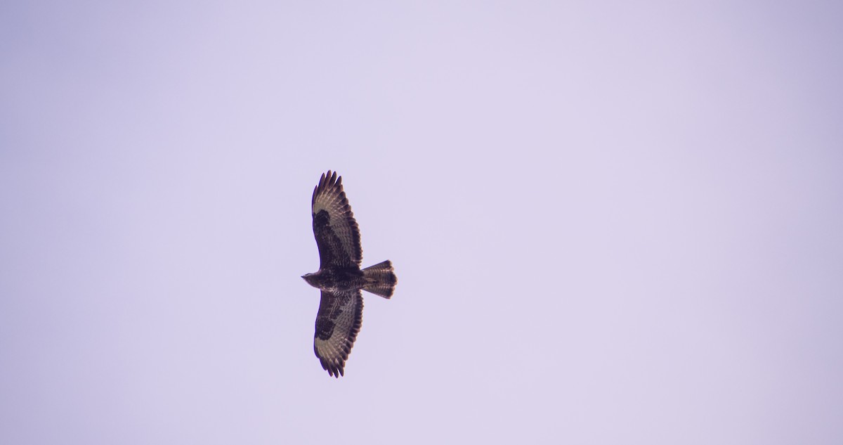 Common Buzzard - ML644527211