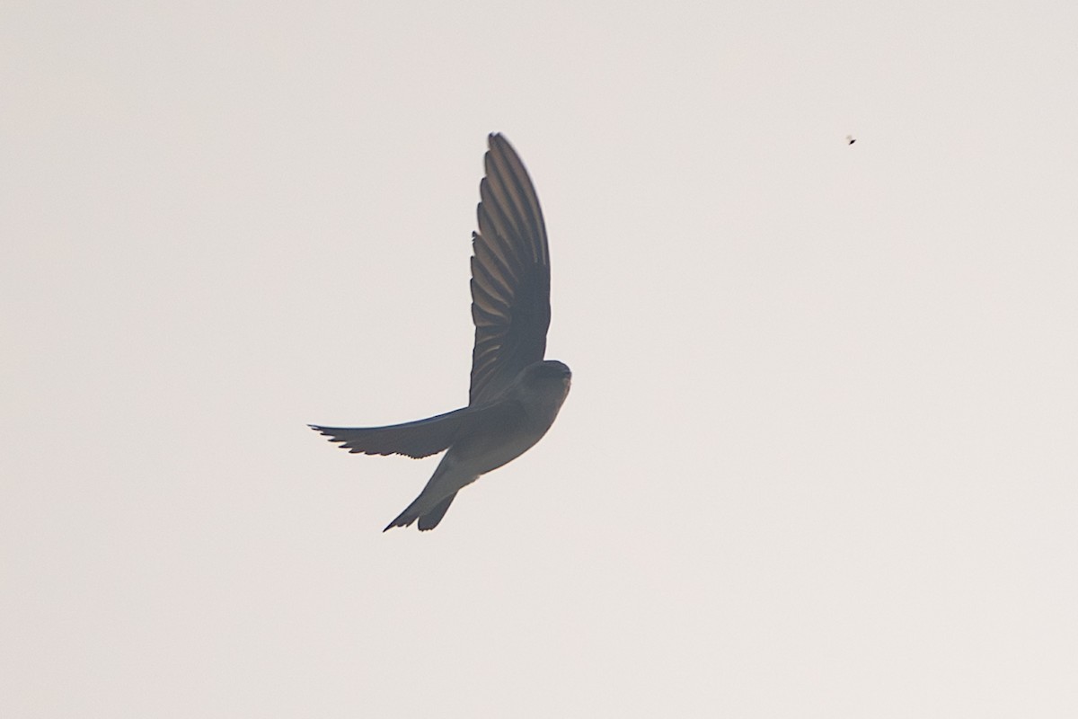 Gray-throated Martin - ML644527212