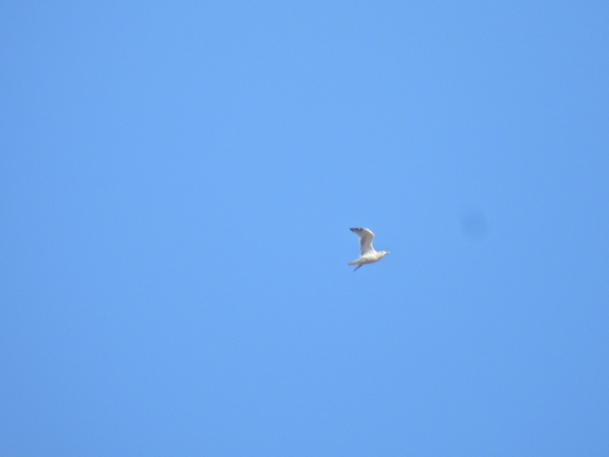 American Herring Gull - ML644527213