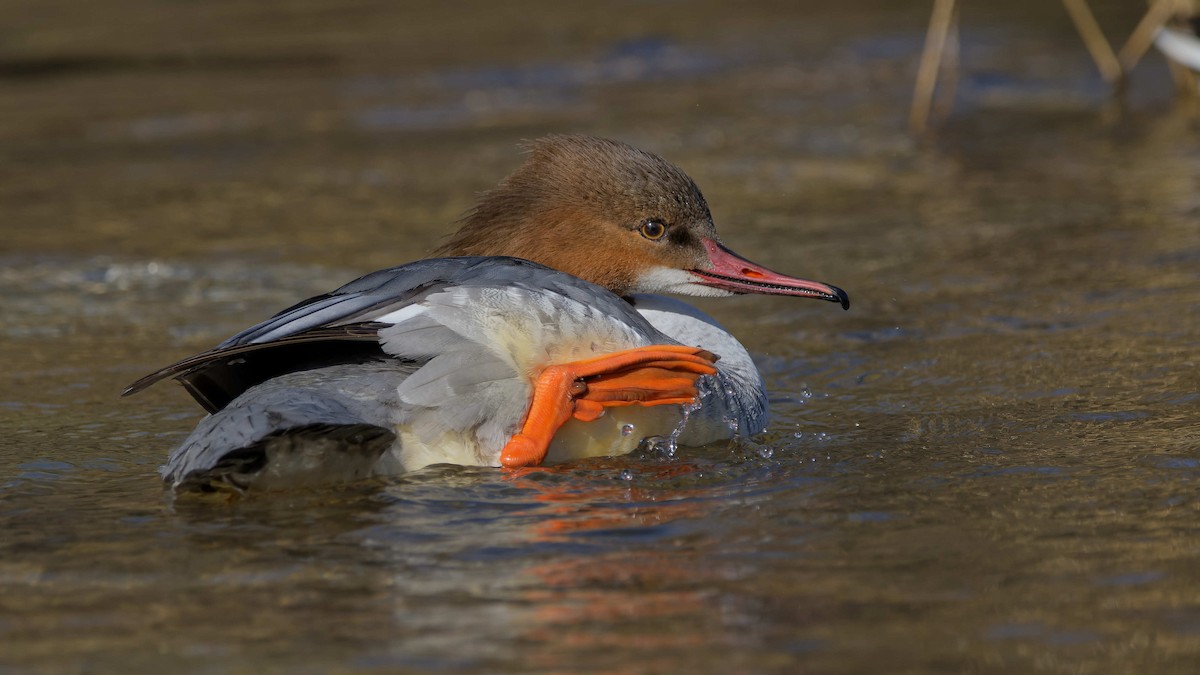 Common Merganser - ML644527214
