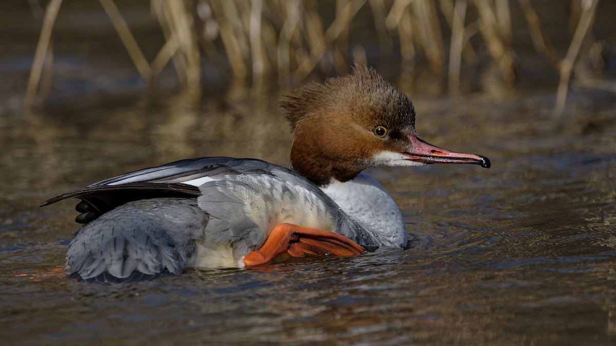 Common Merganser - ML644527215